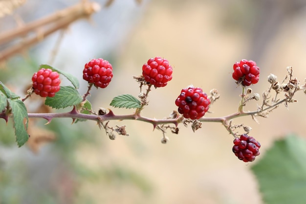 Wilde Brombeeren im Reifeprozess