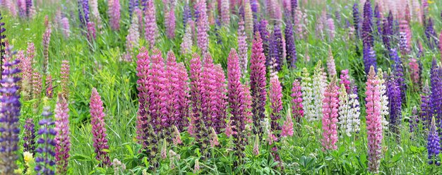 Wilde bunte Lupinen, die in einer Wiese blühen