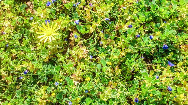 Wilde bunte schöne Blumen blühen. Frühling in Israel