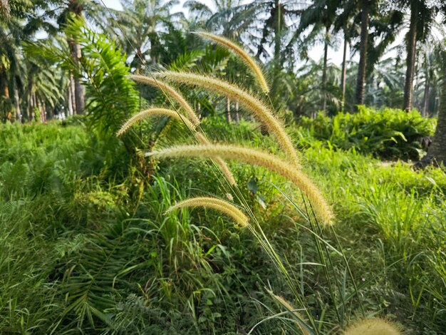 wilde buschige Wiese mit Setaria-Knootroot-Bristlegrass