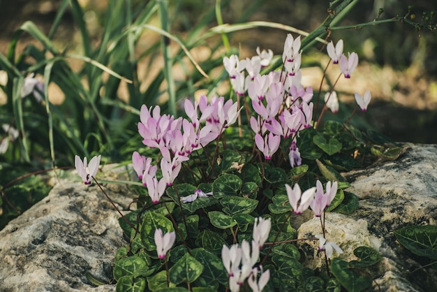 Wilde Cyclamen-Blumen