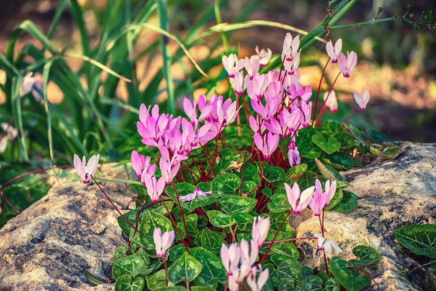 Foto wilde cyclamen-blumen