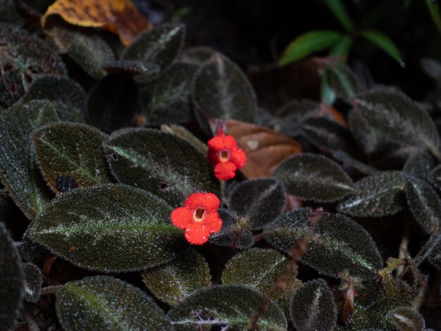 wilde dunkelgrüne Blattpflanze mit leuchtend roten Blüten