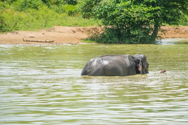 Wilde Elefanten im Udawalawa Yala Nationalpark in Sri Lanka