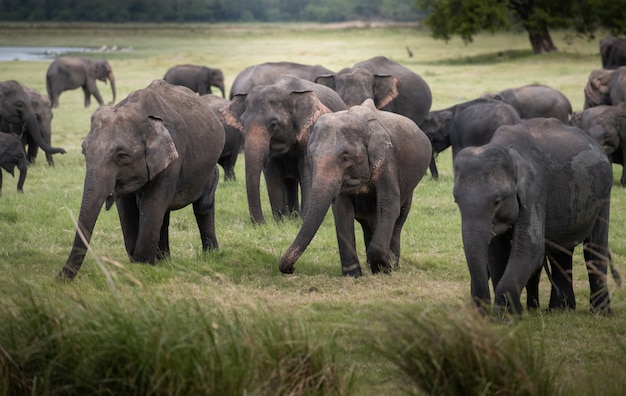 Wilde Elefanten in einer schönen Landschaft in Sri Lanka