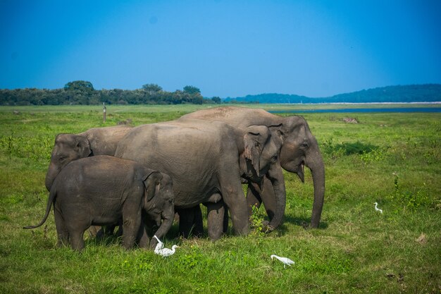 Wilde Elefanten und Safari in Kaudulla, Minneriya in Sri Lanka