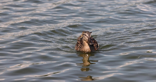 Wilde Enten schwimmen im Sommer im See.