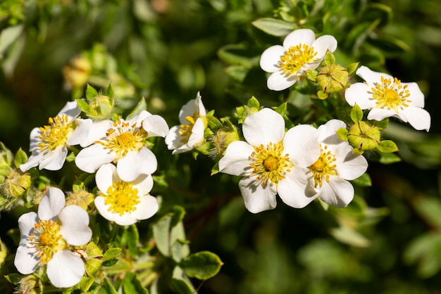 Wilde Erdbeerblumen Nahaufnahme selektiver Fokus Natürlicher floraler Sommerhintergrund