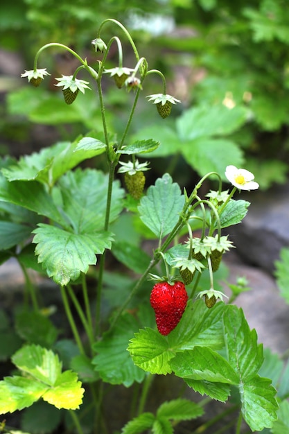 Wilde Erdbeere