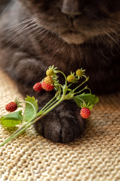 Wilde Erdbeerzweige mit roten reifen Beeren, die auf der Katzenpfote liegen, schließen sich