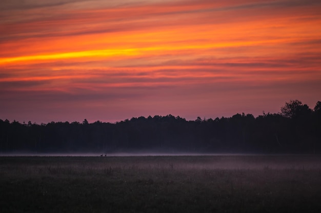 Foto wilde europäische hirsche im wald im nationalpark belovezhskaya pushcha, weißrussland