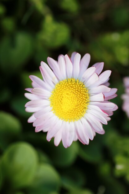 Wilde Frühlingsblume auf einem Feld