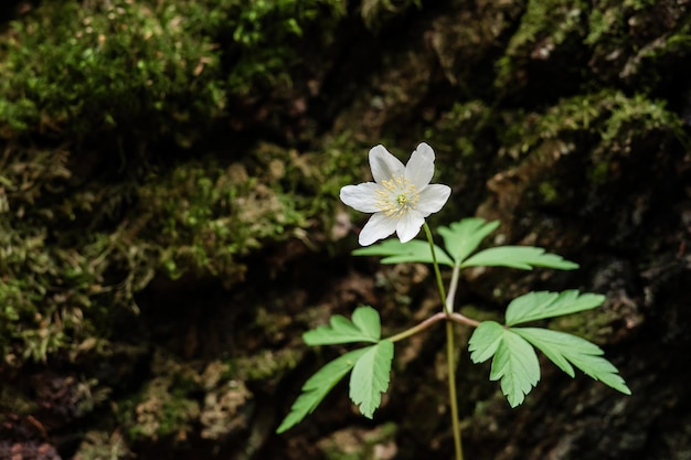 Wilde Frühlingsblumen Buschwindröschen Windblume Anemone nemorosa Clouseup