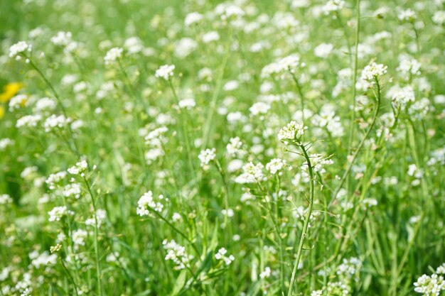 Wilde Frühlingsblumen im Sonnenlicht, Nahaufnahme