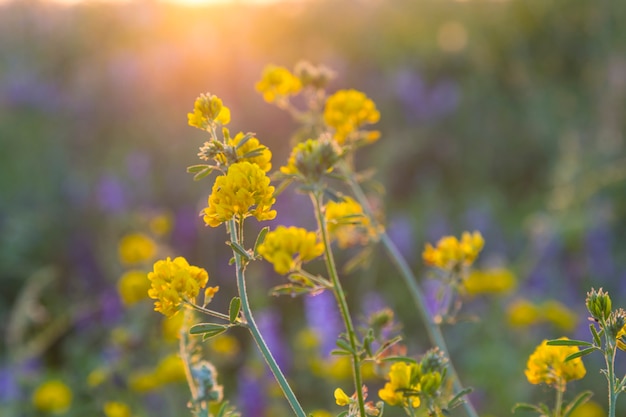 Foto wilde gelbe blaue blumen in der sonnigen wiese auf unscharfem hintergrund, selektiver fokus