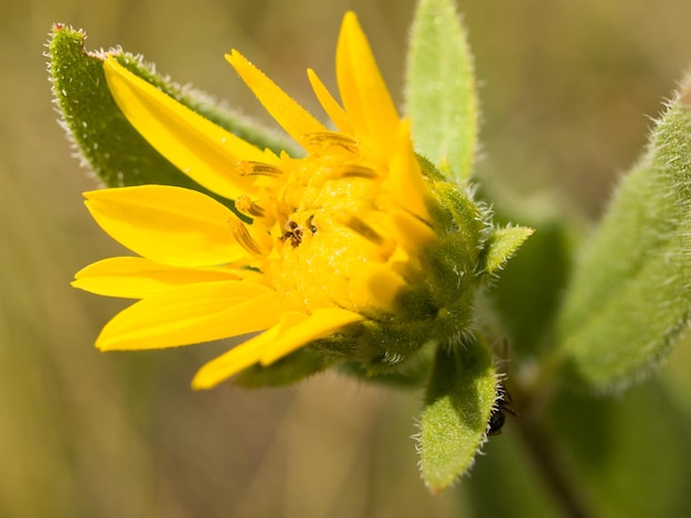 Wilde gelbe Blume.