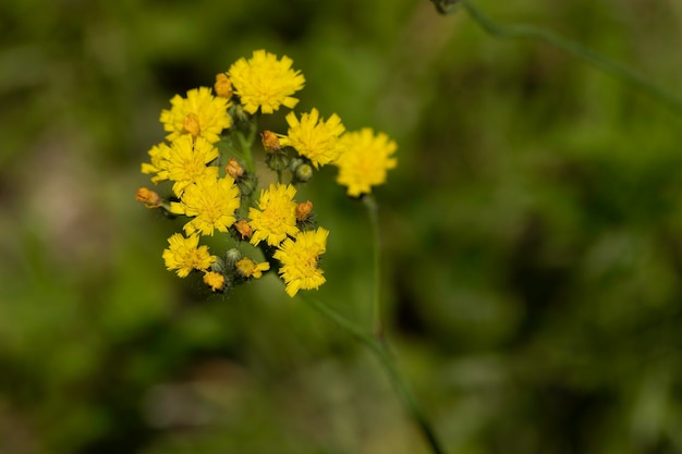 wilde gelbe Blumen im Feld trockenes Gras herum an einem sonnigen Tag