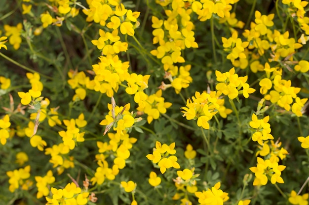 Wilde gelbe Blumen mit Draufsicht als Naturhintergrund