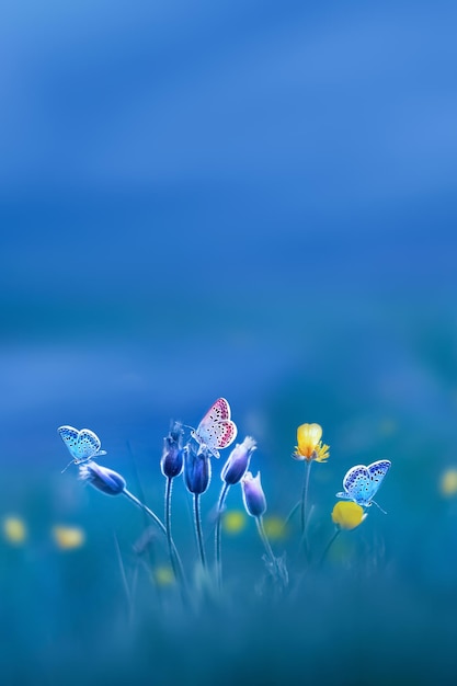 Wilde gelbe Blumen und schöne Schmetterlinge Frühling Sommer Hintergrund Kopieren Sie Platz