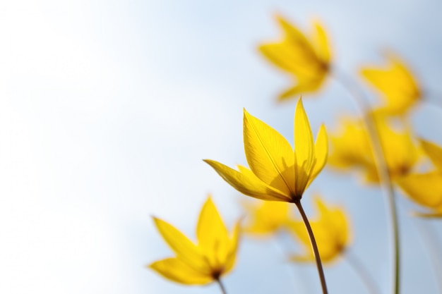 Wilde gelbe Frühlings seltene Blüten von Tulip scythica sylvestris auf einer Wiese blüht, Weichzeichner