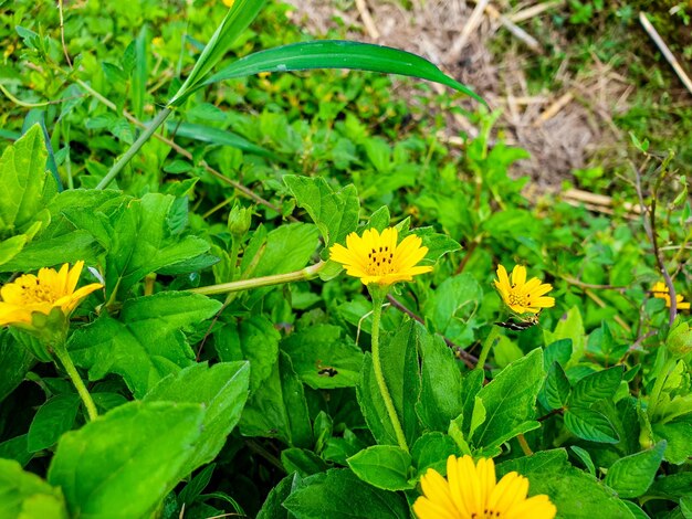 Wilde gelbe Mohnblumen auf der Wiese am sonnigen Tag