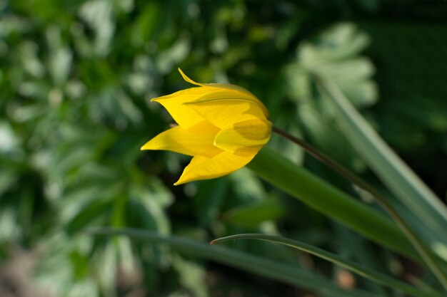 Wilde gelbe Tulpenblume mit unscharfem Hintergrund nah oben