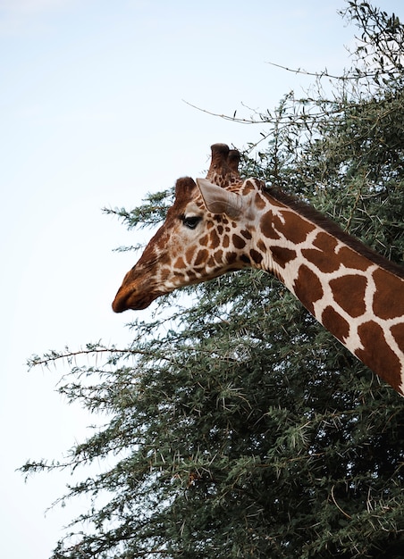 Wilde Giraffe Afrika Savanne Kenia (Giraffa camelopardalis)