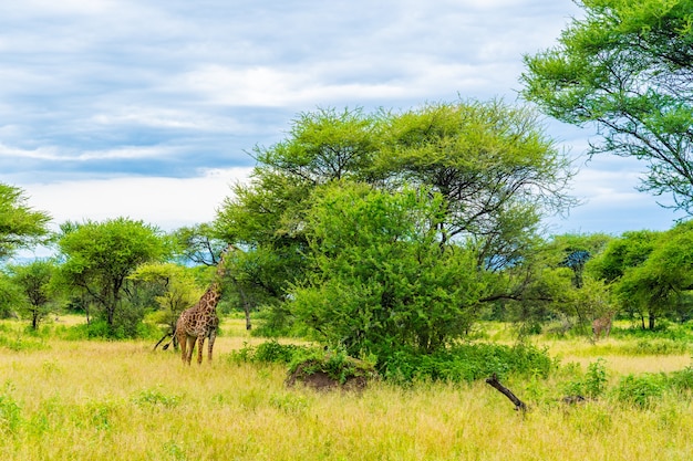 Wilde Giraffen in der afrikanischen Savanne. Tansania. Nationalpark Serengeti.