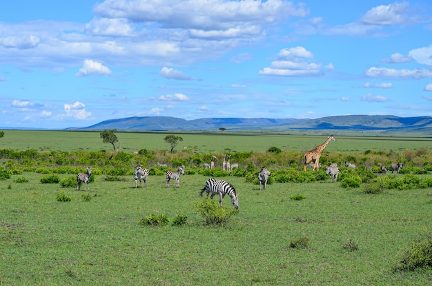 Wilde Giraffen und Zebras in der Savanne Kenia Afrika