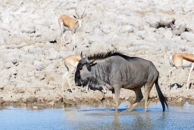 Wilde Gnu-Antilope im afrikanischen Nationalpark