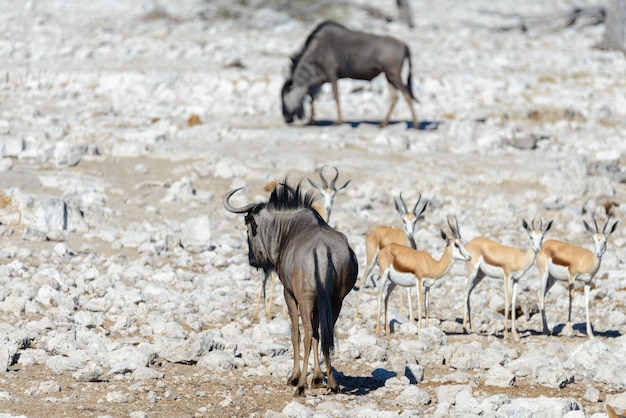 Wilde Gnu-Antilope im afrikanischen Nationalpark