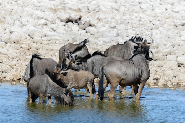 Wilde Gnu-Antilope im afrikanischen Nationalpark