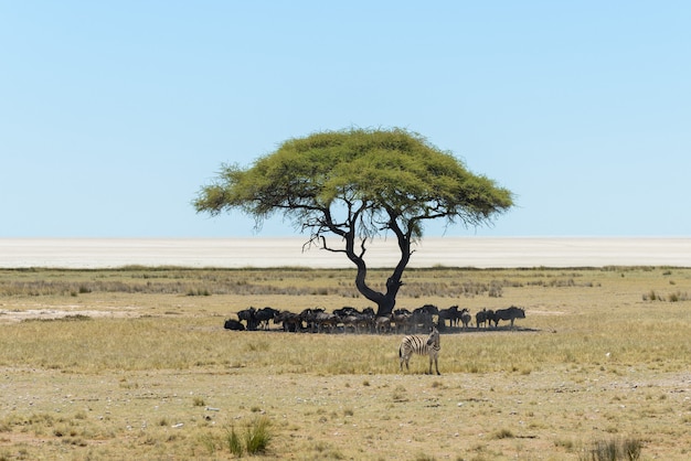 Wilde Gnuherde unter Baum in der afrikanischen Savanne