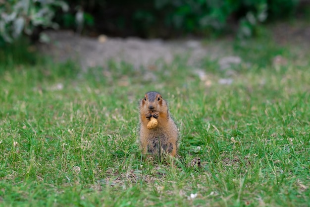 Foto wilde gopher in natürlicher umgebung. der gopher isst erdnüsse.