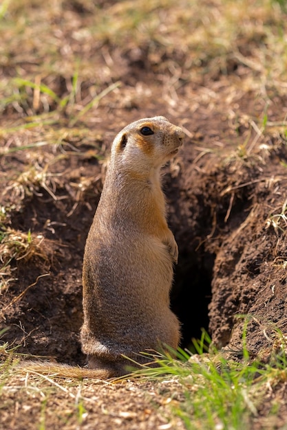 Foto wilde gopher in natürlicher umgebung. der gopher steht wache in der nähe des baus.