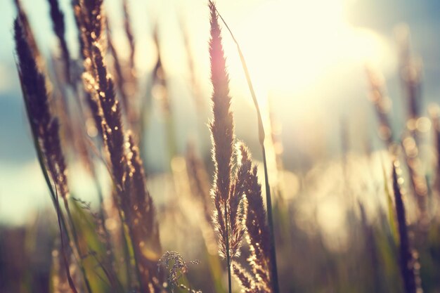 Wilde Gräser in einem Wald bei Sonnenuntergang. Selektiver Fokus, Vintage-Filter