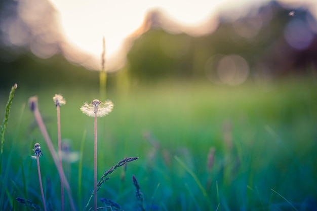 Wilde Gräser mit Löwenzahn in den Bergen bei Sonnenuntergang. Makrobild, geringe Schärfentiefe. Sommer