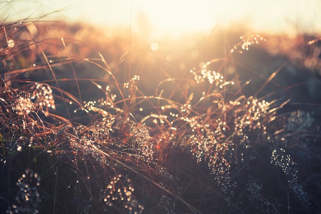 Wilde Gräser mit Morgentau bei Sonnenaufgang. Makrobild, geringe Schärfentiefe. Vintage-Filter. Schöner Herbstnaturhintergrund