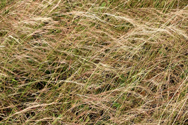 Wilde Grasblume Badami Bagalkot