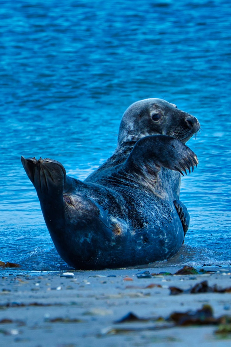 Foto wilde graue robbe, die am strand sitzt