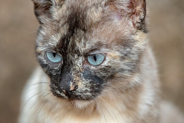 Wilde Hauskatze, die mit selektivem Fokus auf dem Friedhof aufgegeben wurde