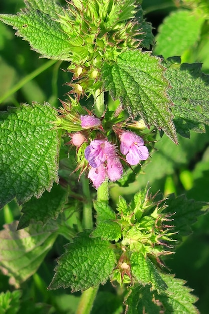 Wilde Heilpflanze Brennnessel blüht auf dem Feld