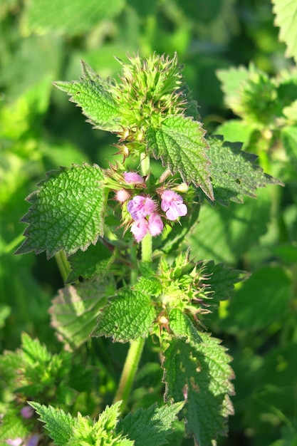 Wilde Heilpflanze Brennnessel blüht auf dem Feld