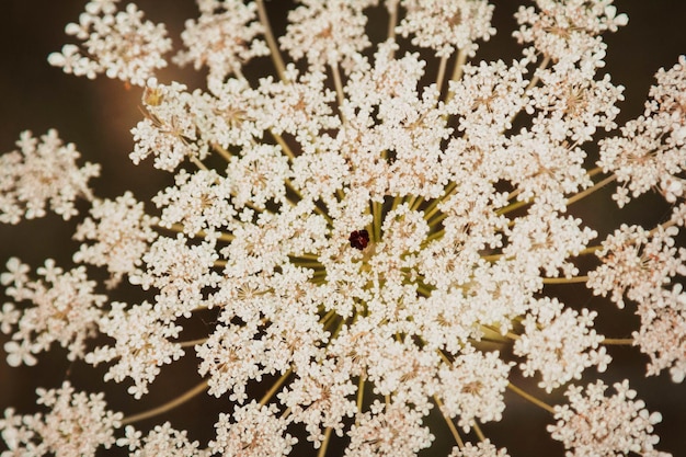 Wilde Herbstblumenkräuter im Sonnenscheinschokoladenton