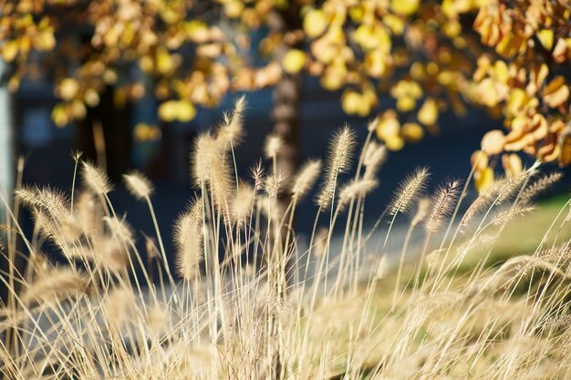 Wilde Herbstpflanzen mit gelben und orangefarbenen Tönen. Hintergrund für Kreationen.