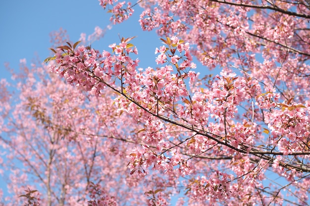 Wilde Himalajakirschblüten im Frühjahr, rosa Kirschblüte-Blume für den Hintergrund