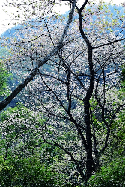 Wilde Himalajakirsche und grüner Wald