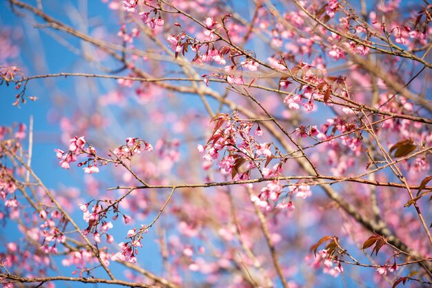 Wilde Himalaya-Kirschblüte, schöne rosa Sakura-Blume an der Winterlandschaft