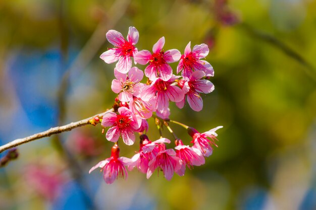 Wilde Himalaya-Kirschblüte