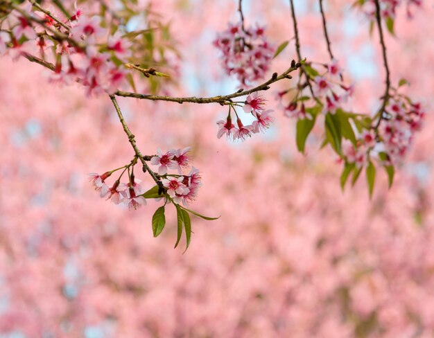 Wilde Himalaya-Kirschblüte